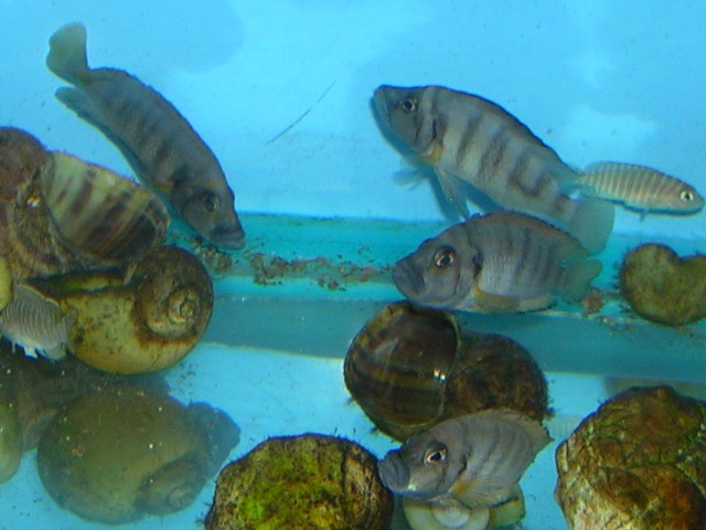 50 Escargot Shells for Shelldwelling Cichlids Tank Decor 